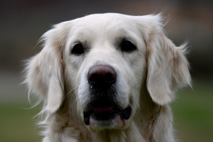 Summer Brook Keep Smiling RA CGC - English Golden Retriever