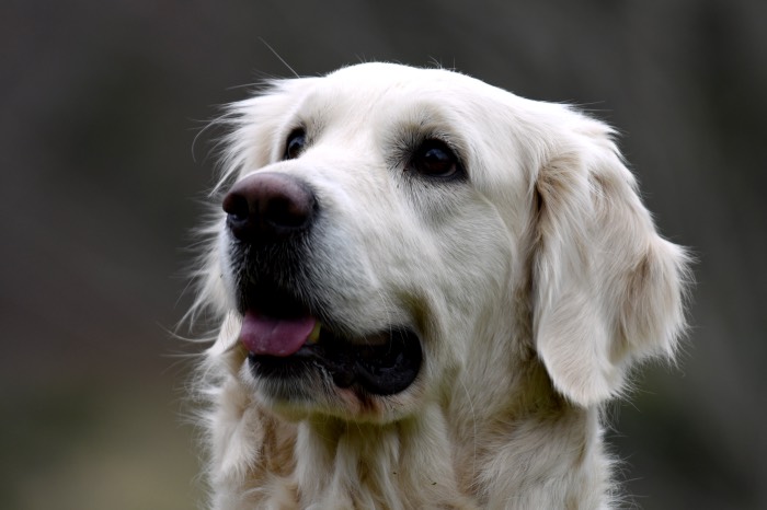 Eva - Our English Cream Golden Retriever