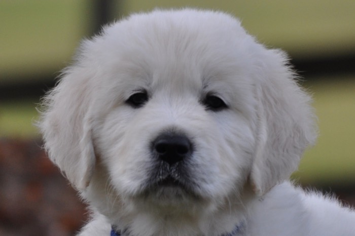 English Golden Retriever puppies for sale