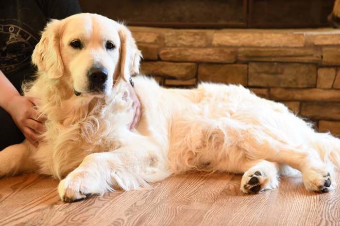 Our English Golden Retriever, Luke