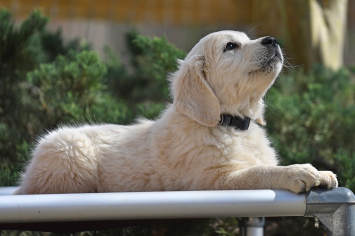 10 week old golden retriever