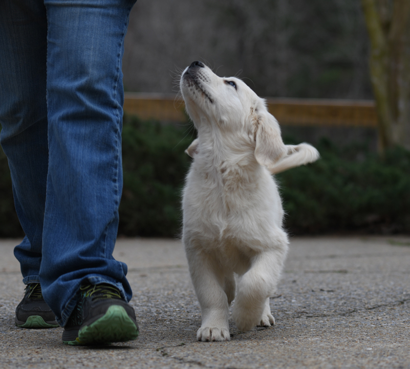 Trained English Golden Retriever Puppy Heeling