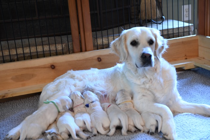 English Cream Golden Retriever Puppies - Molly 2019