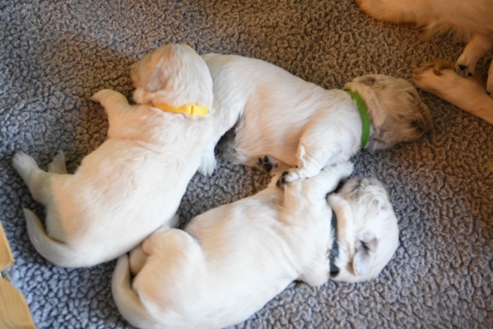 2 Week Old Puppy Pictures - Summer Brook