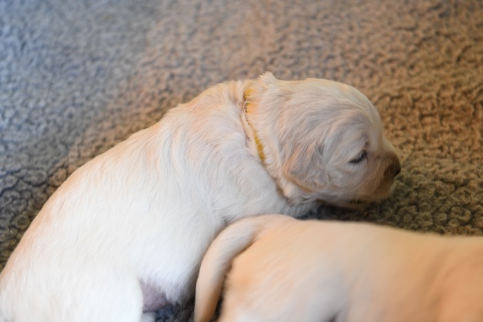 2 Week Old Puppy Pictures - Summer Brook