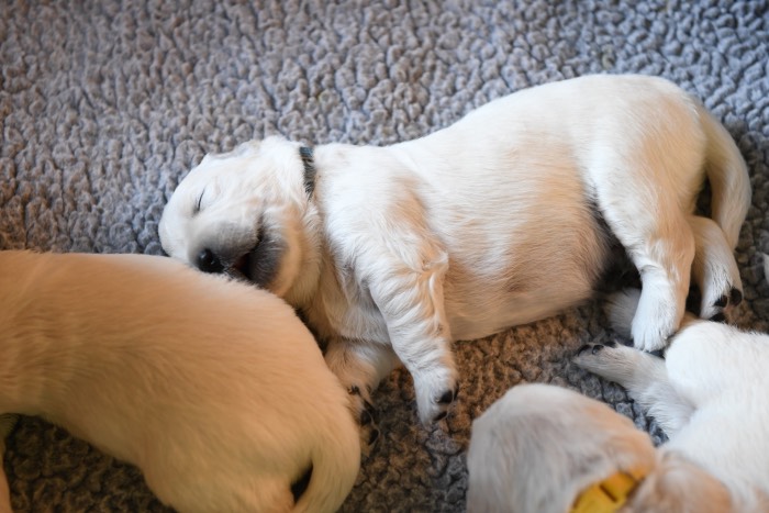 2 Week Old Puppy Pictures - Summer Brook