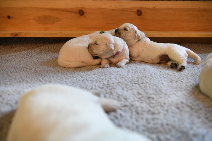 2 Week Old Puppy Pictures - Summer Brook