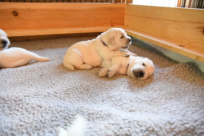 2 Week Old Puppy Pictures - Summer Brook