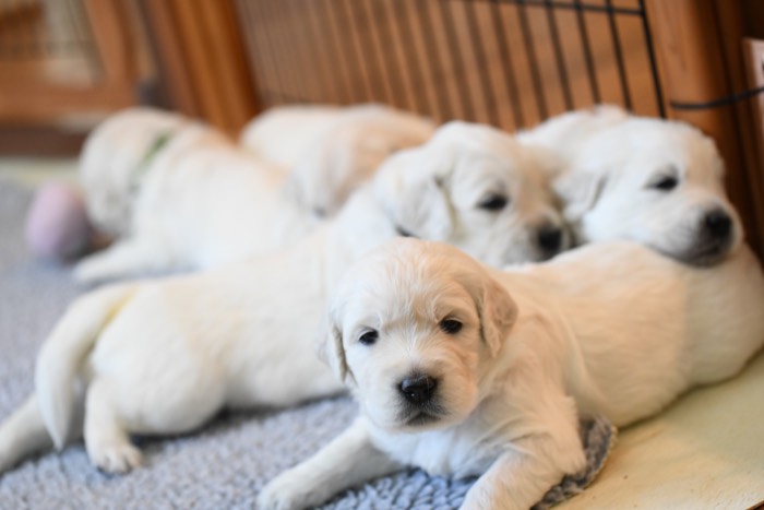 English Cream Golden Retriever breeders