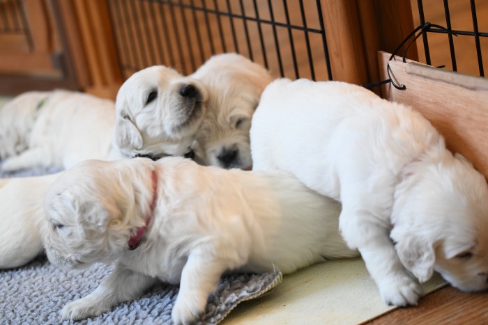 3 Week Old Puppy Pictures - Summer Brook