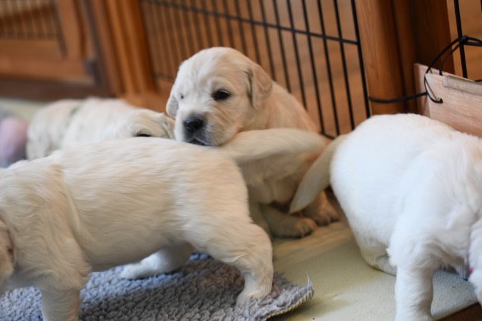 3 Week Old Puppy Pictures - Summer Brook