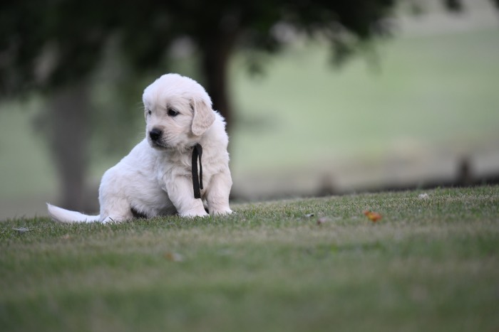 how many times should a golden retriever puppy poop