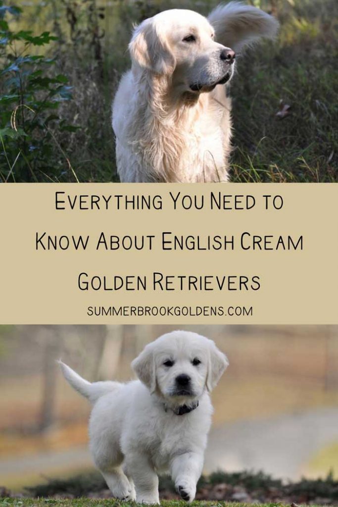 Tout ce que vous devez savoir sur les Golden Retrievers English Cream