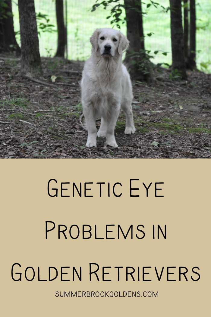 Genetic Eye Problems in Golden Retrievers