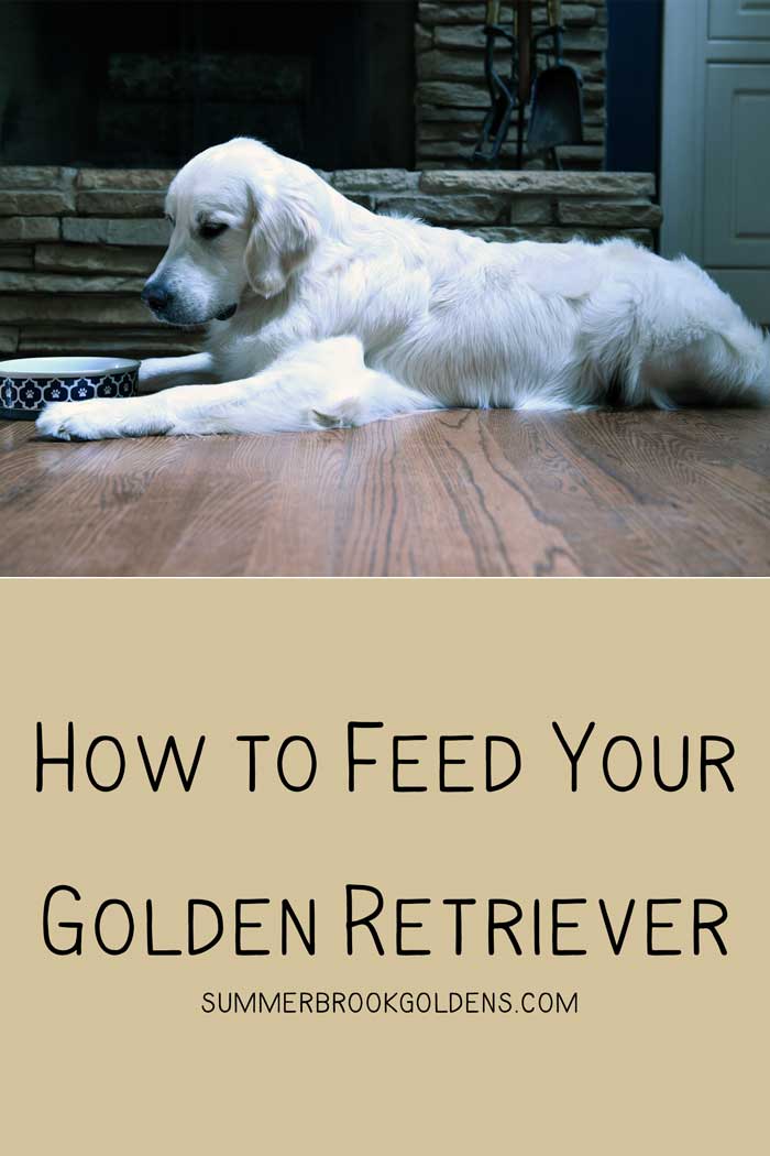 how much does a golden retriever eat