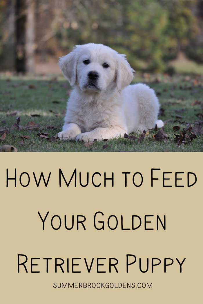 Golden Retriever Feeding Chart