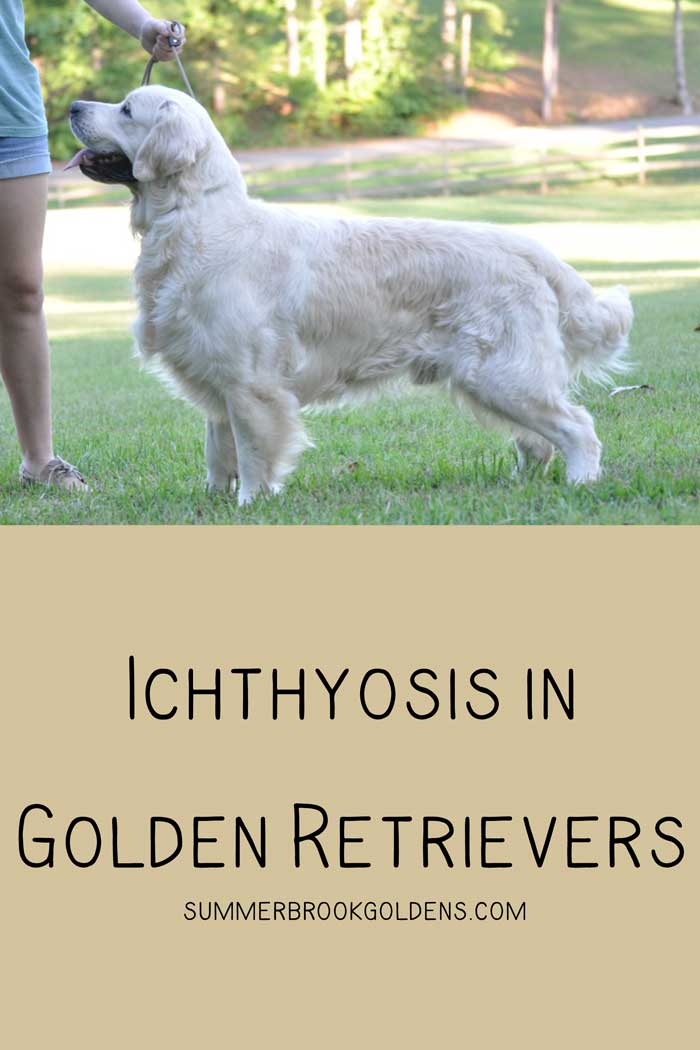 Ichthyosis in Golden Retrievers