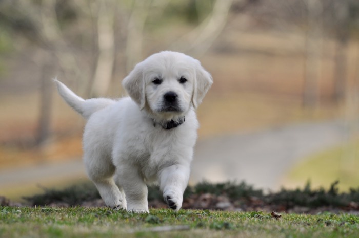 Piper English Cream Golden Retriever Puppy
