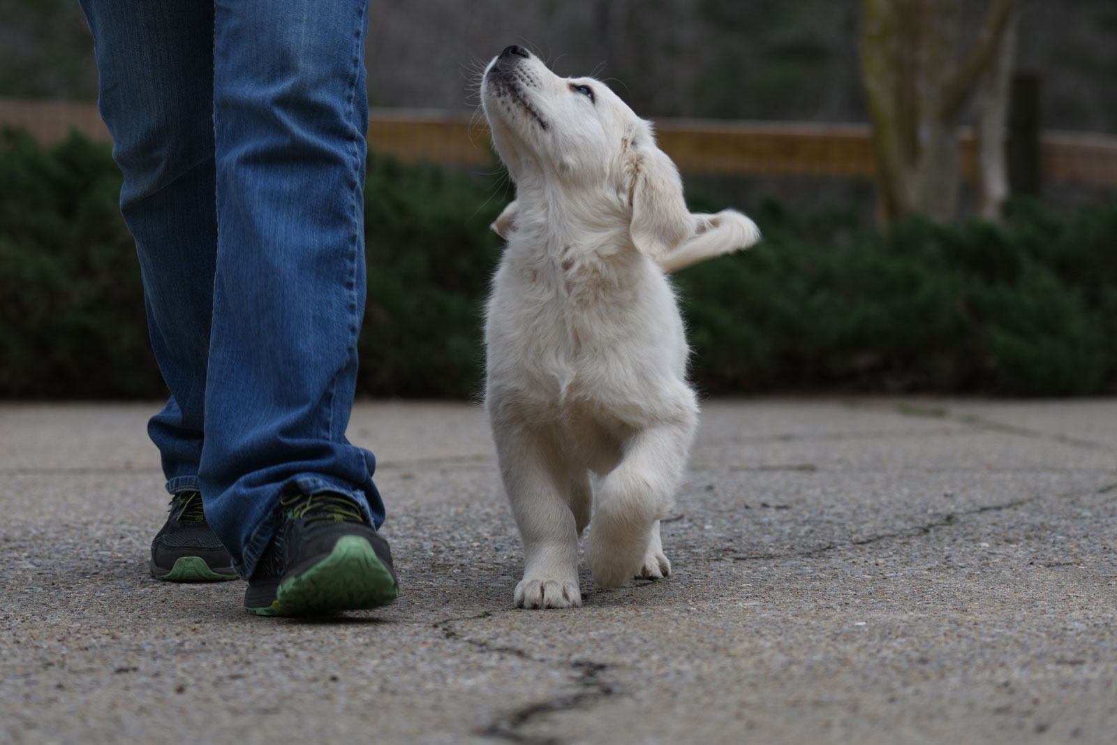 Trained english golden hot sale retrievers for sale