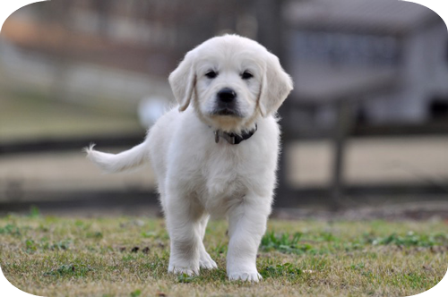 how much should my 9 week old golden retriever weight