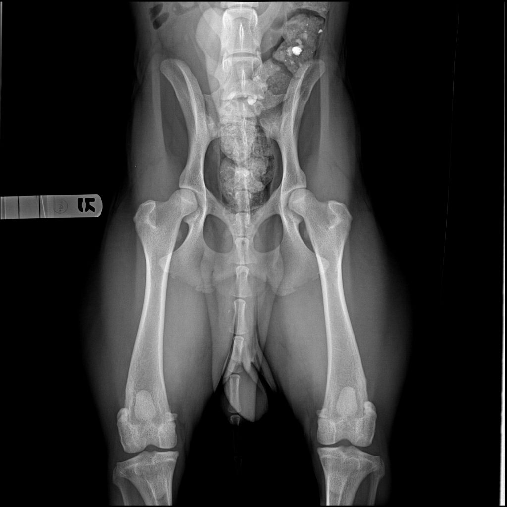 Prevent Hip and Elbow Dysplasia. X-ray of Dog with Good Hips