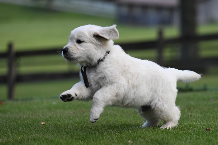 how far to walk golden retriever puppy?