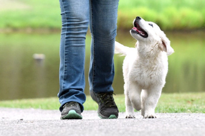 step 1 of leash walking: teach your dog to follow pressure, not resist