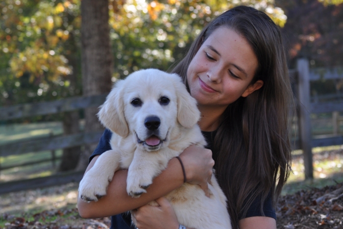 Golden retriever hot sale protection dog