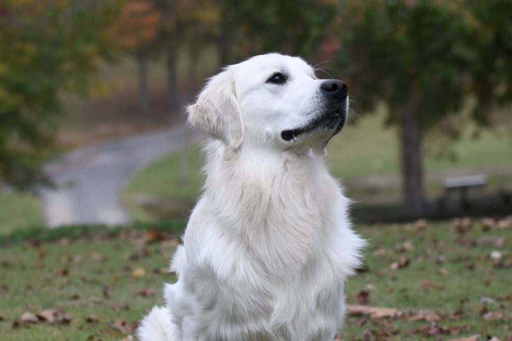 Flynn-An English Golden Retriever