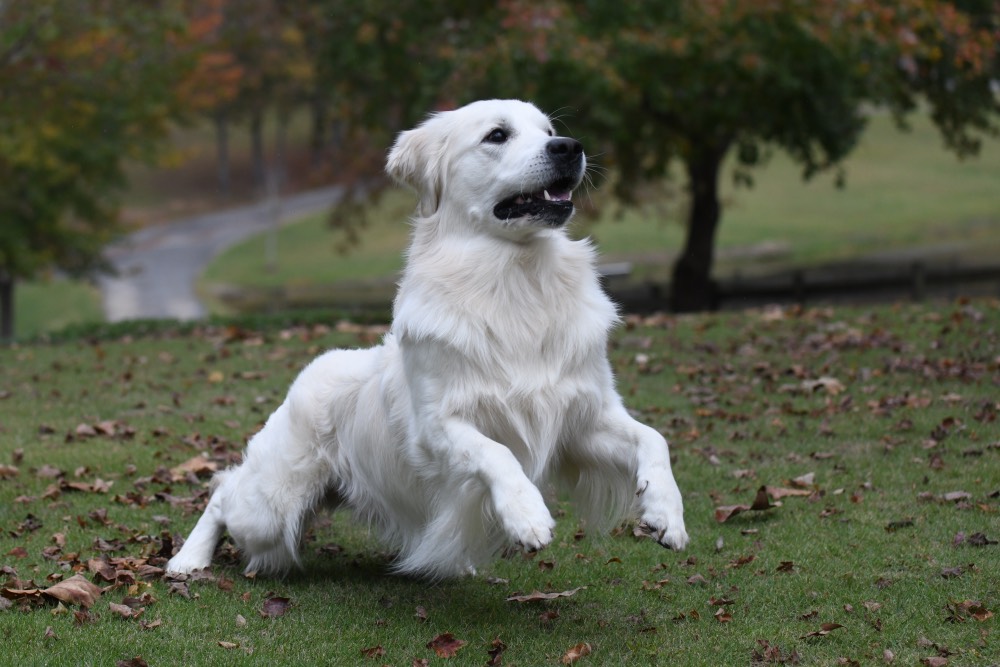 Flynn-An English Golden Retriever