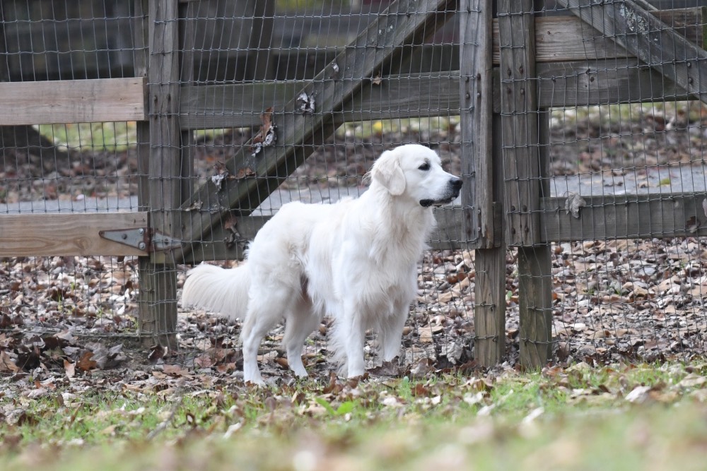 Flynn-An English Golden Retriever