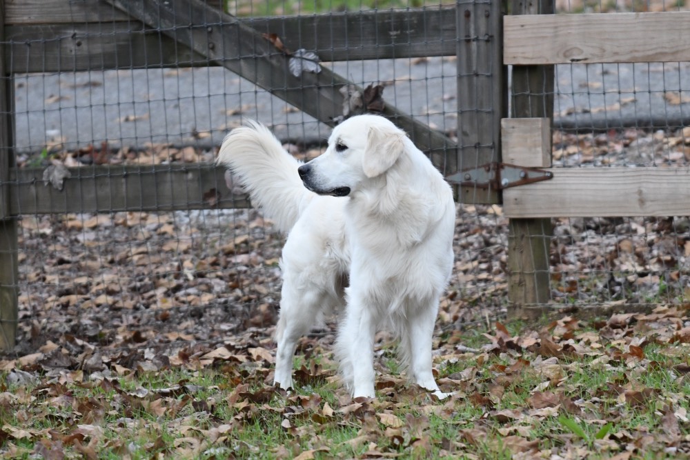 Flynn-An English Golden Retriever