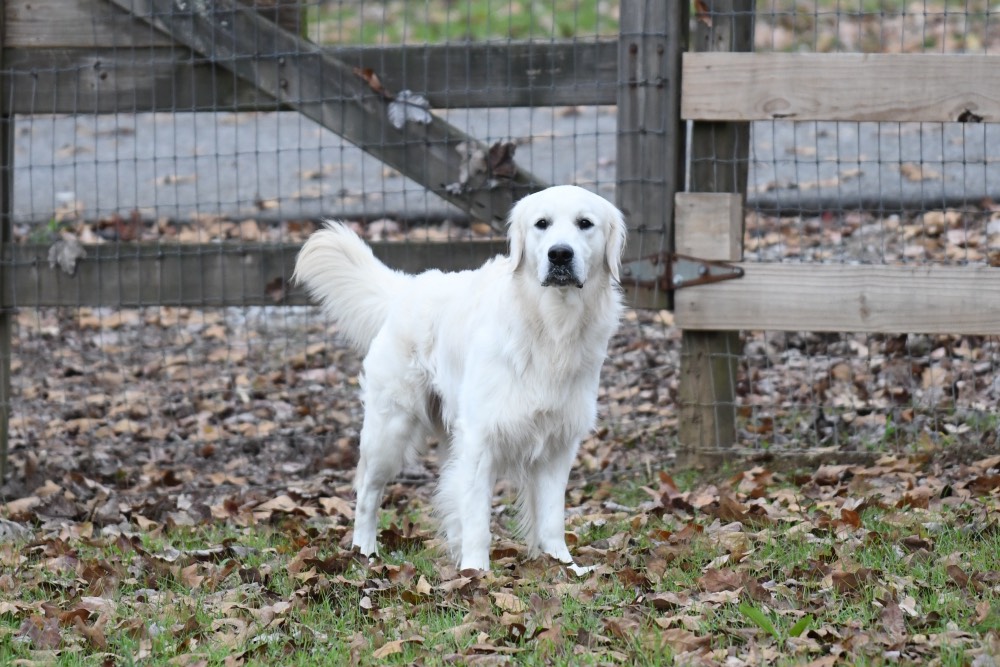 Flynn-An English Golden Retriever