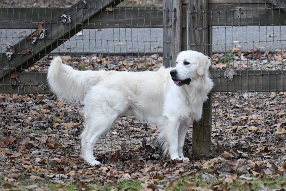 Flynn-An English Golden Retriever