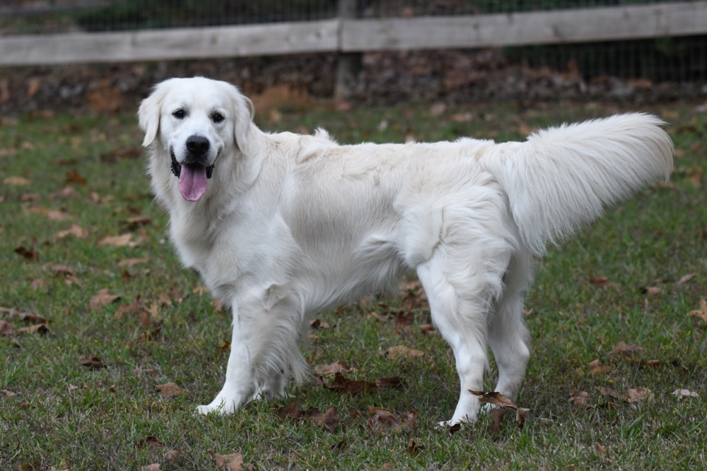 Flynn-An English Golden Retriever