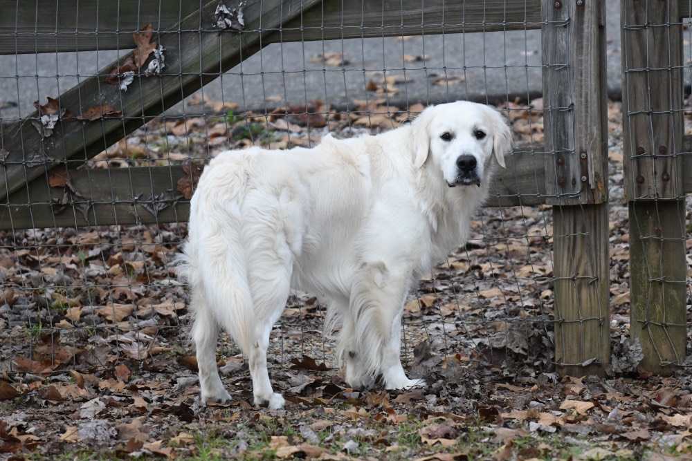 Flynn-An English Golden Retriever