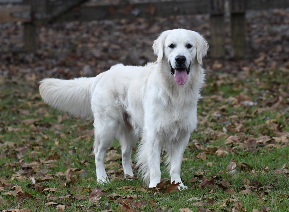 Flynn-An English Golden Retriever