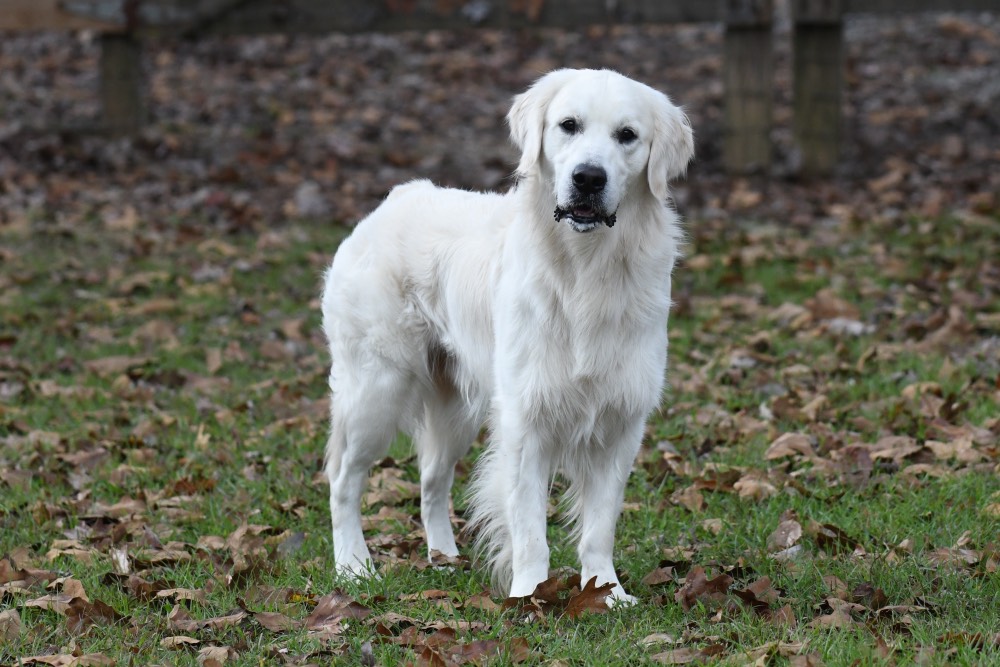 Flynn-An English Golden Retriever