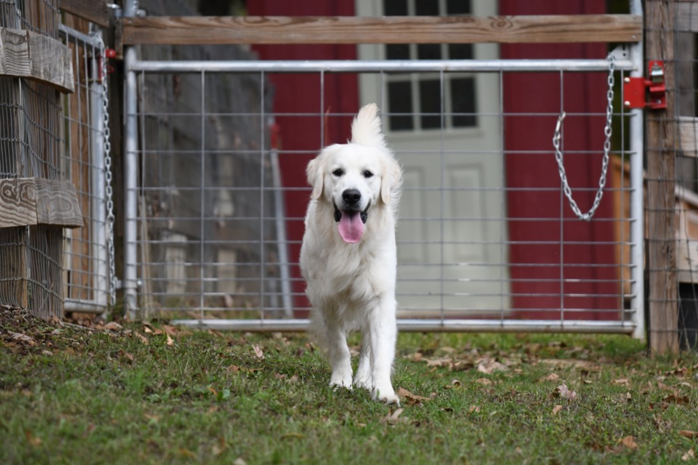 Flynn-An English Golden Retriever