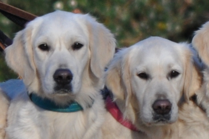 back to back breeding - mother and daughter