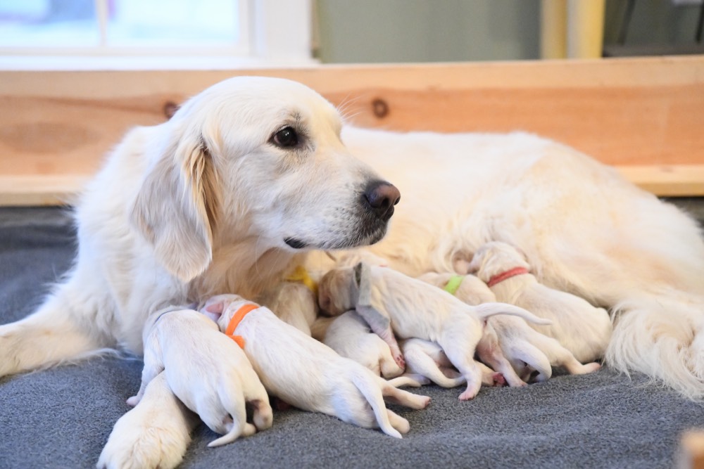 Tara and newborn puppies