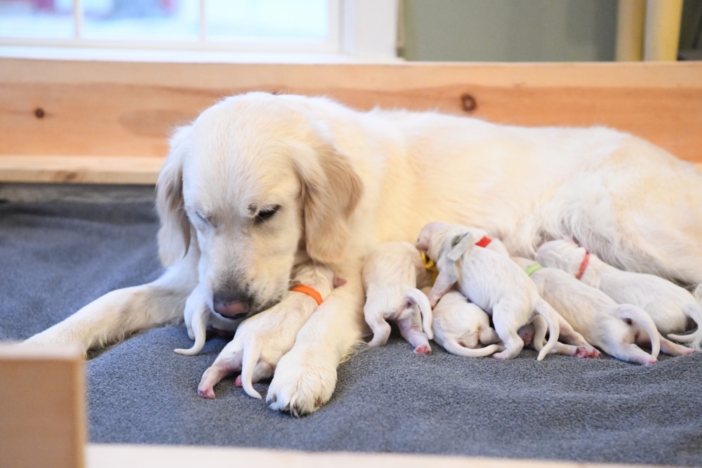 Tara Cleaning newborn puppies