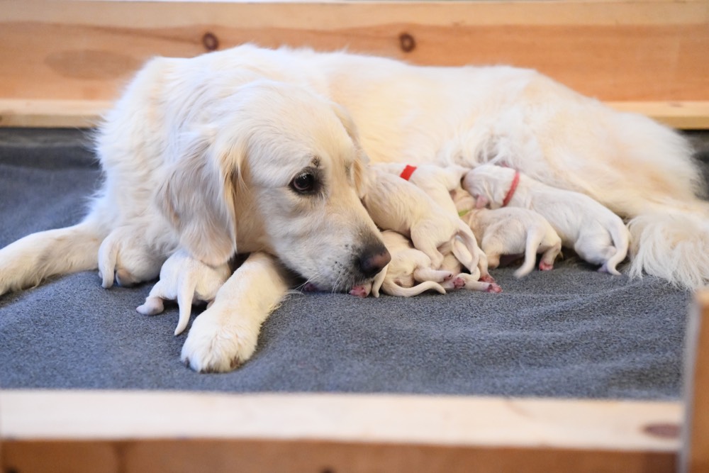 Tara Looking at her newborn puppies