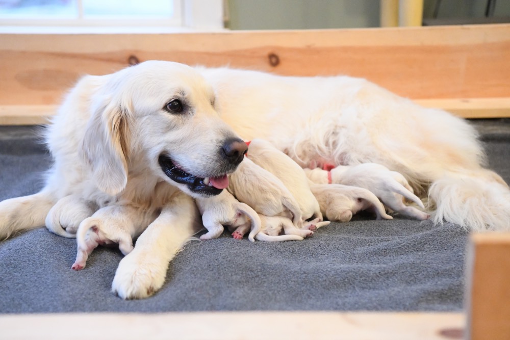 Tara smiling with newborn puppies
