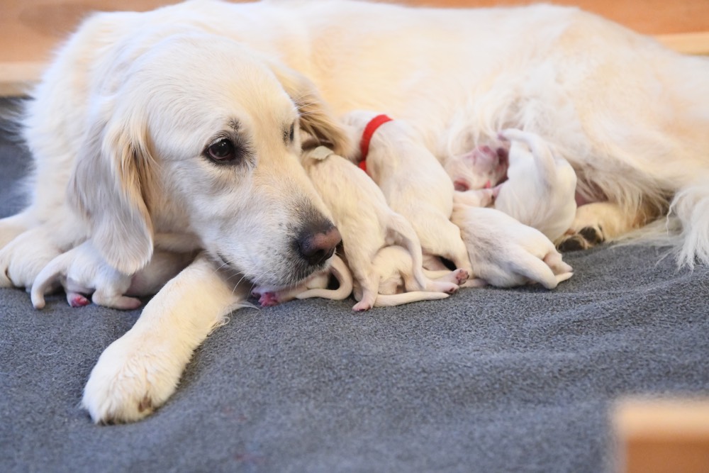 Tara with newborn puppies