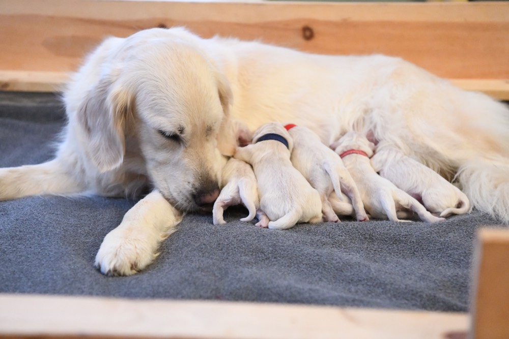 Tara loves her newborn puppies