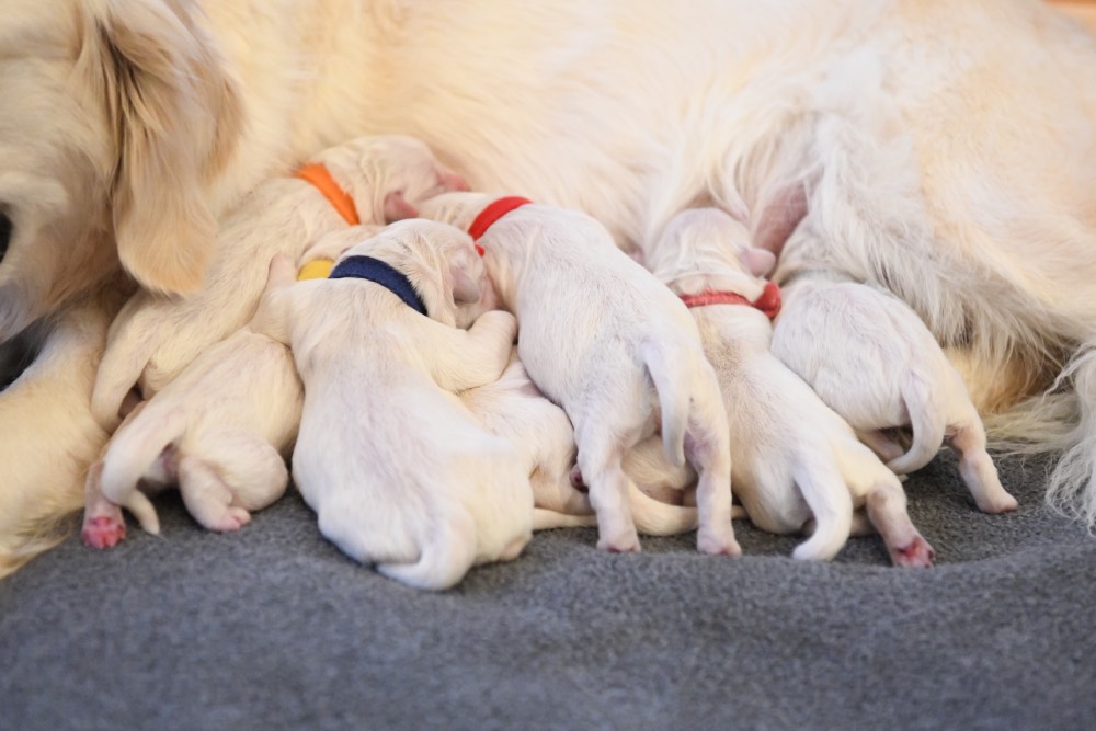 Tara's newborn puppies nursing