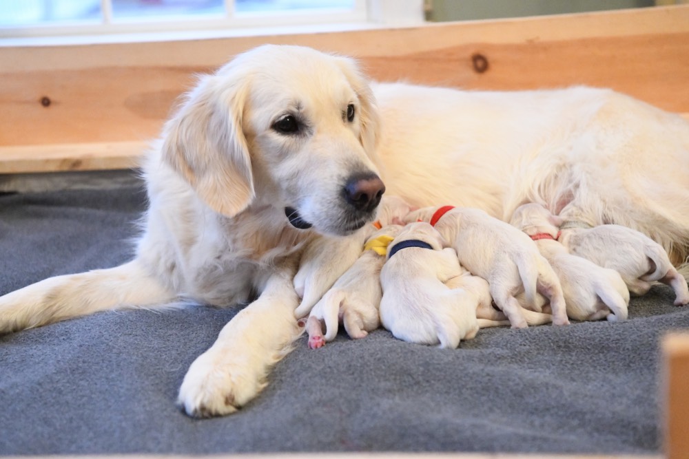 Beautiful Tara with her newborn puppies