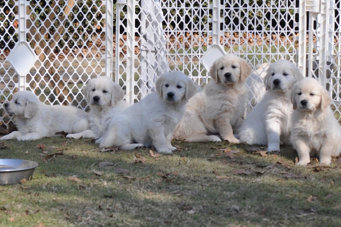 puppy selection