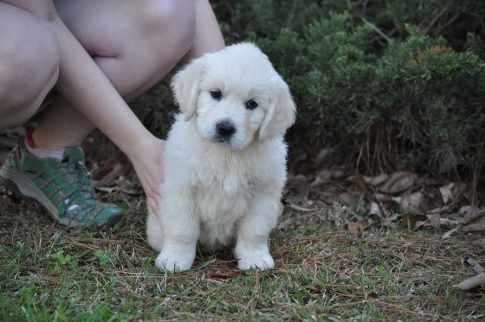 Reserving an English Golden Retriever